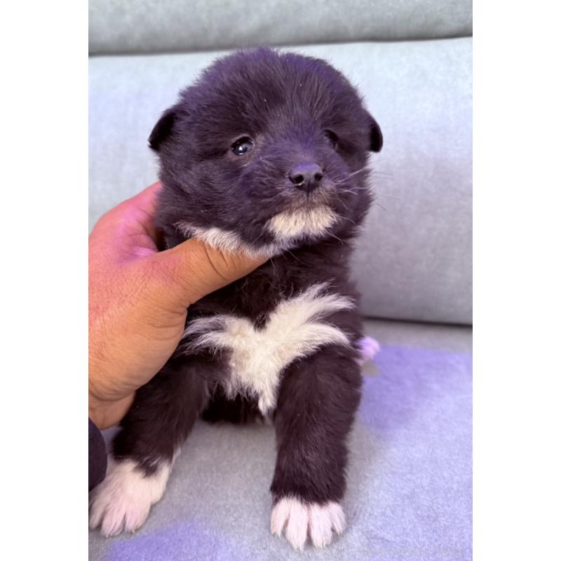 販売中の奈良県のミックス犬-442858の8枚目