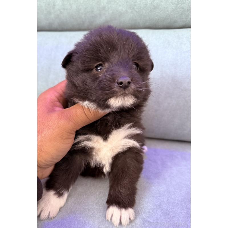 販売中の奈良県のミックス犬-442858の7枚目