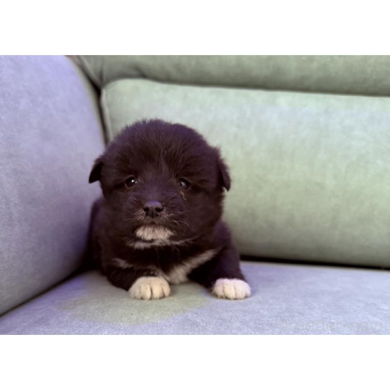 販売中の奈良県のミックス犬-442858の6枚目