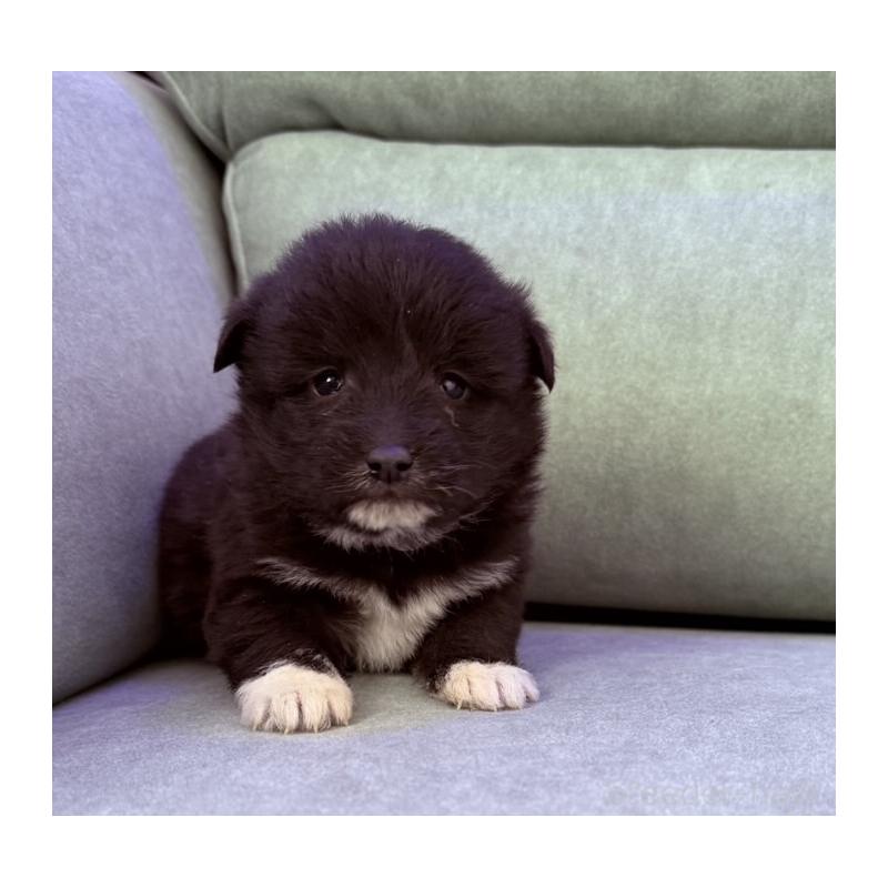 販売中の奈良県のミックス犬-442858の5枚目