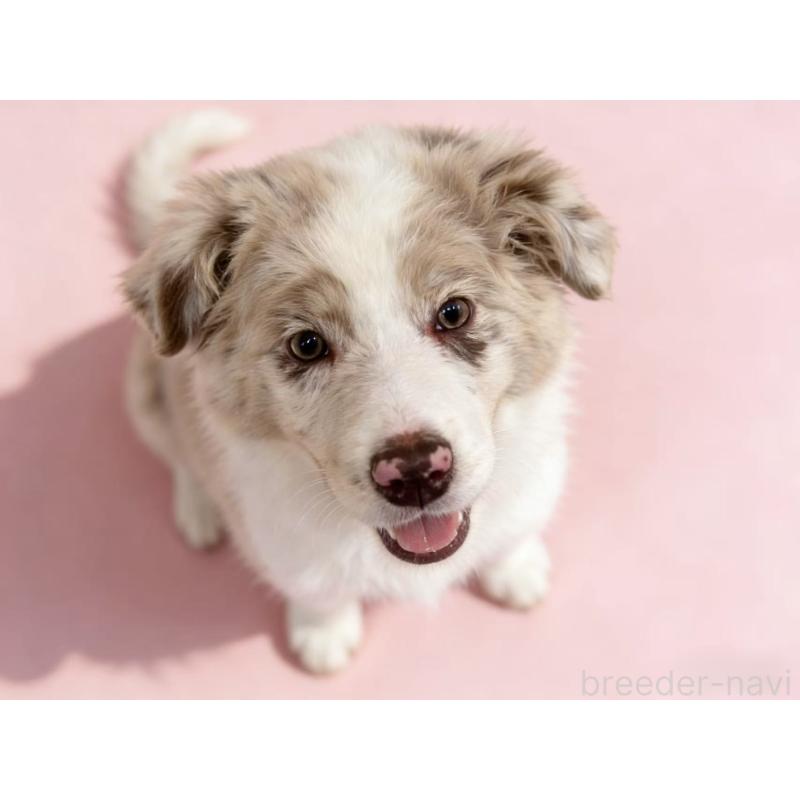 販売中の茨城県のボーダーコリー-421392の2枚目