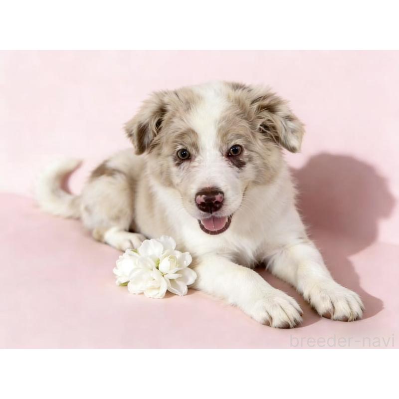 販売中の茨城県のボーダーコリー-421392