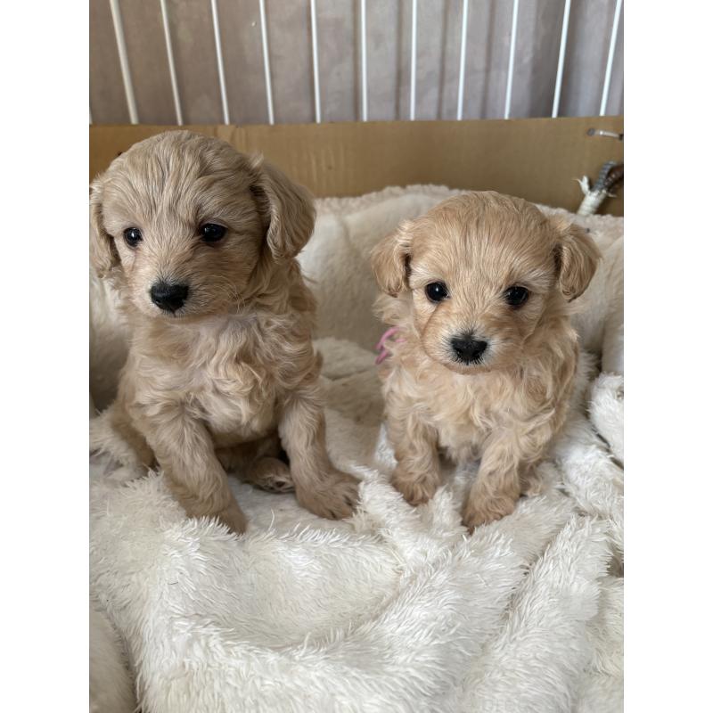 販売中の茨城県のミックス犬-442639の5枚目