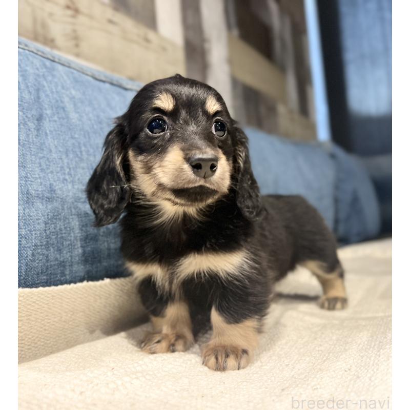 販売中の東京都のカニンヘンダックスフンド(ロングヘアード)-442643の7枚目