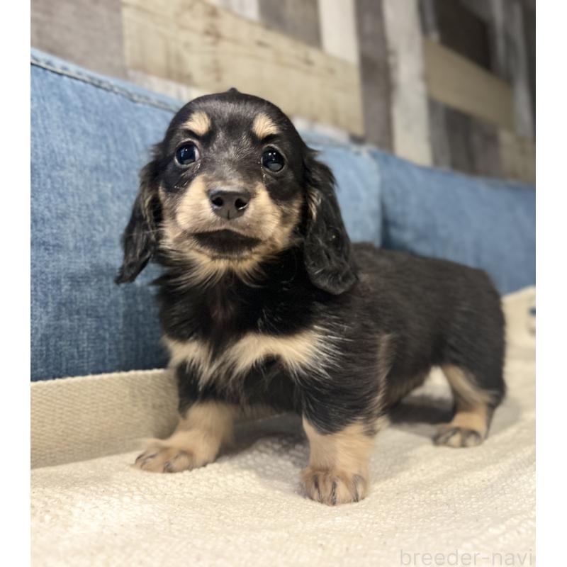 販売中の東京都のカニンヘンダックスフンド(ロングヘアード)-442643の6枚目