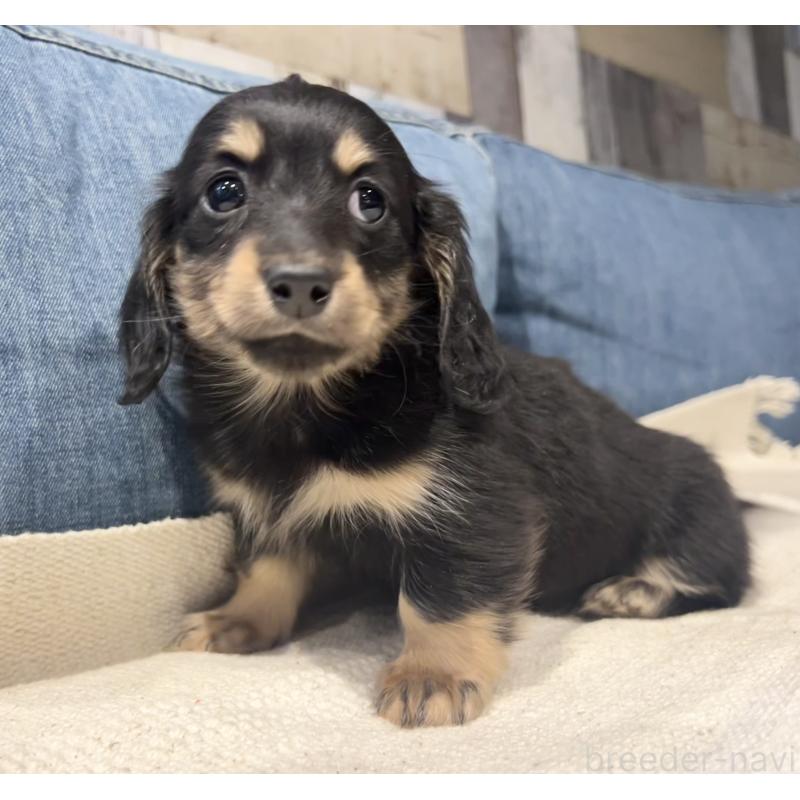 販売中の東京都のカニンヘンダックスフンド(ロングヘアード)-442643の5枚目