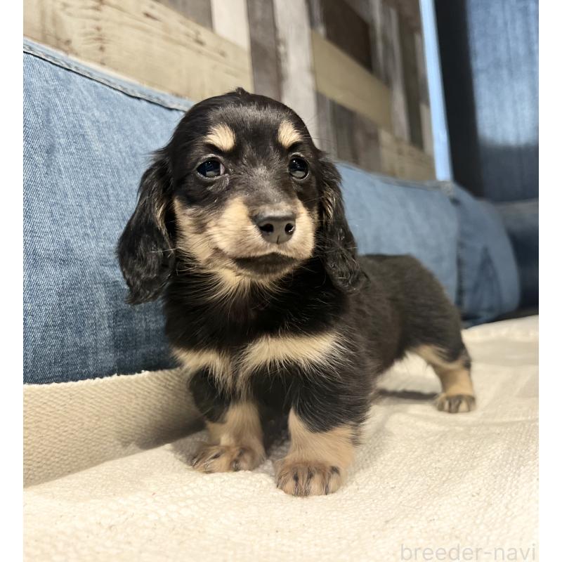 販売中の東京都のカニンヘンダックスフンド(ロングヘアード)-442643の4枚目