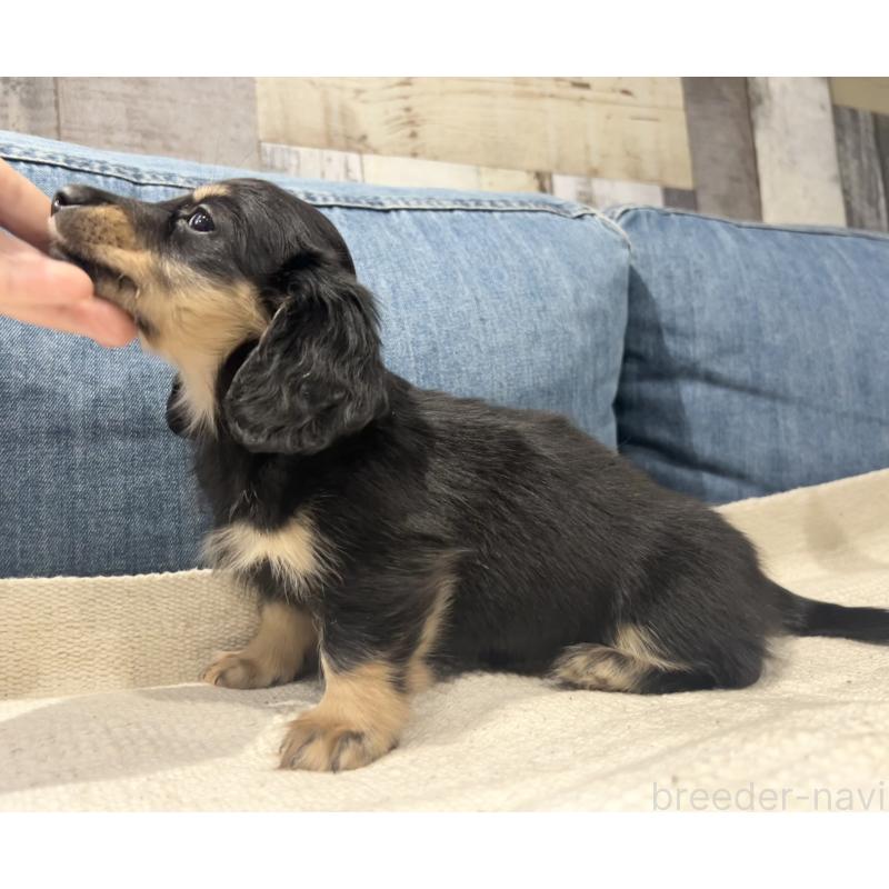 販売中の東京都のカニンヘンダックスフンド(ロングヘアード)-442643の3枚目