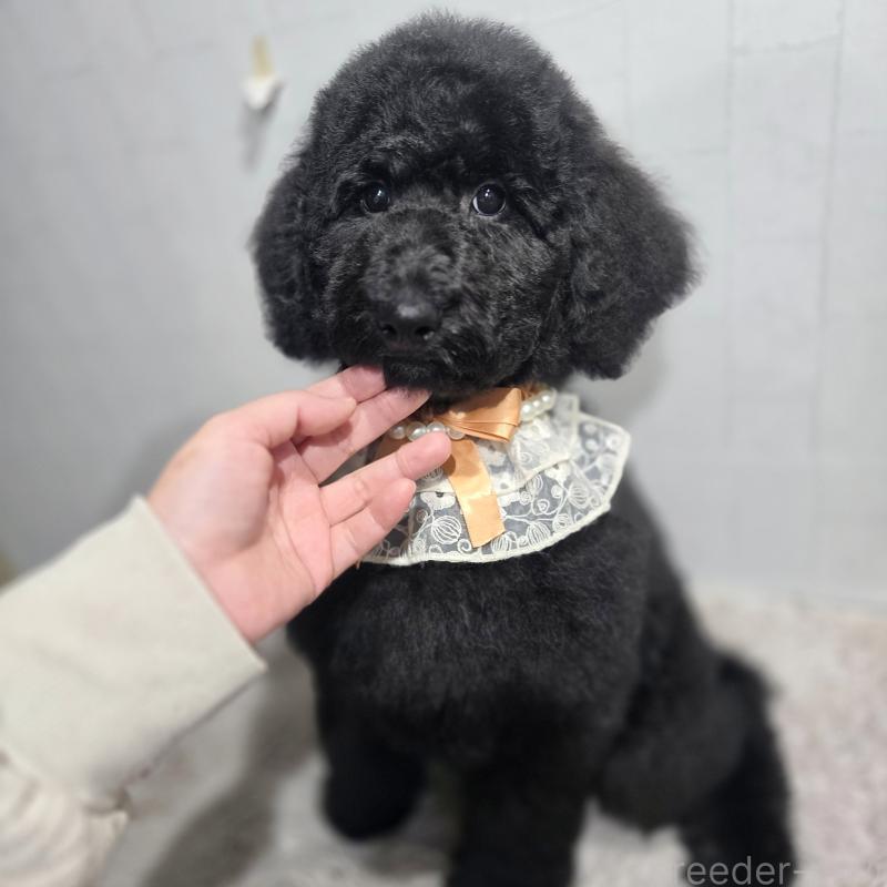 販売中の石川県のスタンダードプードル-435751の1枚目