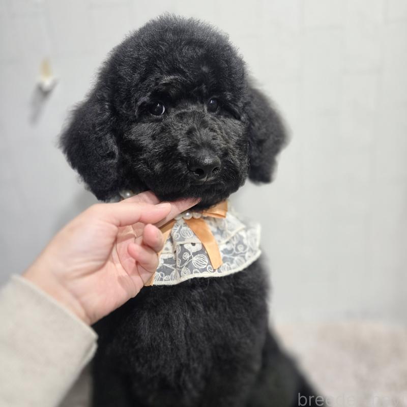 販売中の石川県のスタンダードプードル-435751の8枚目