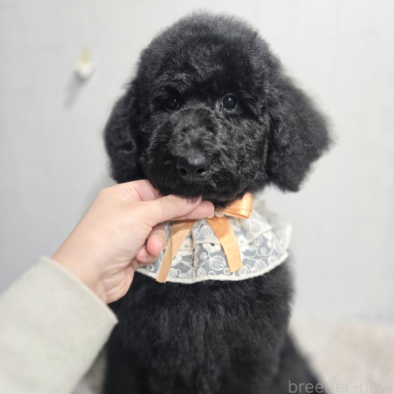 販売中の石川県のスタンダードプードル-435751の7枚目