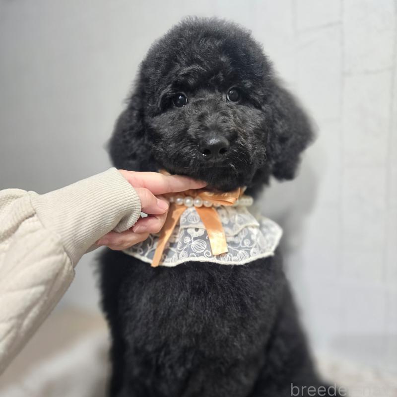 販売中の石川県のスタンダードプードル-435751の5枚目