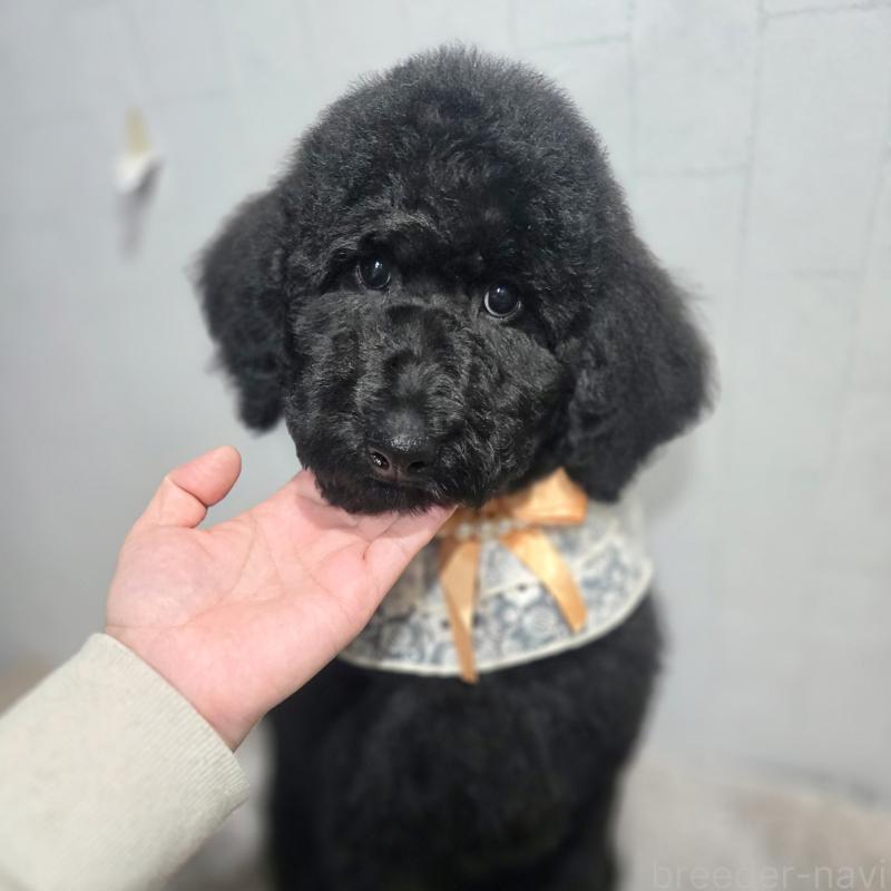 販売中の石川県のスタンダードプードル-435751の3枚目