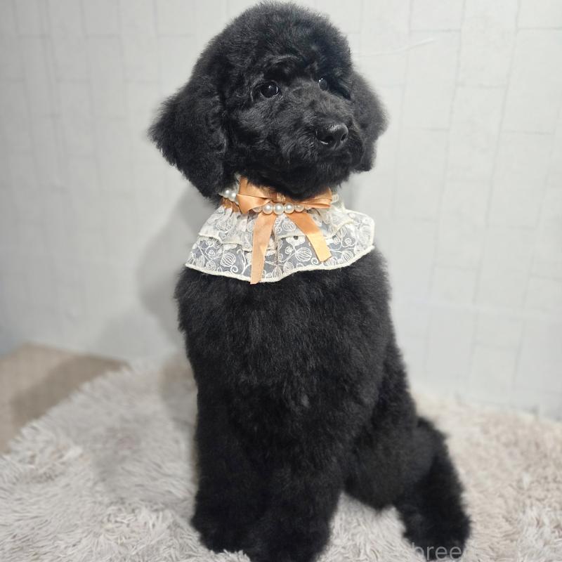 販売中の石川県のスタンダードプードル-435751の2枚目