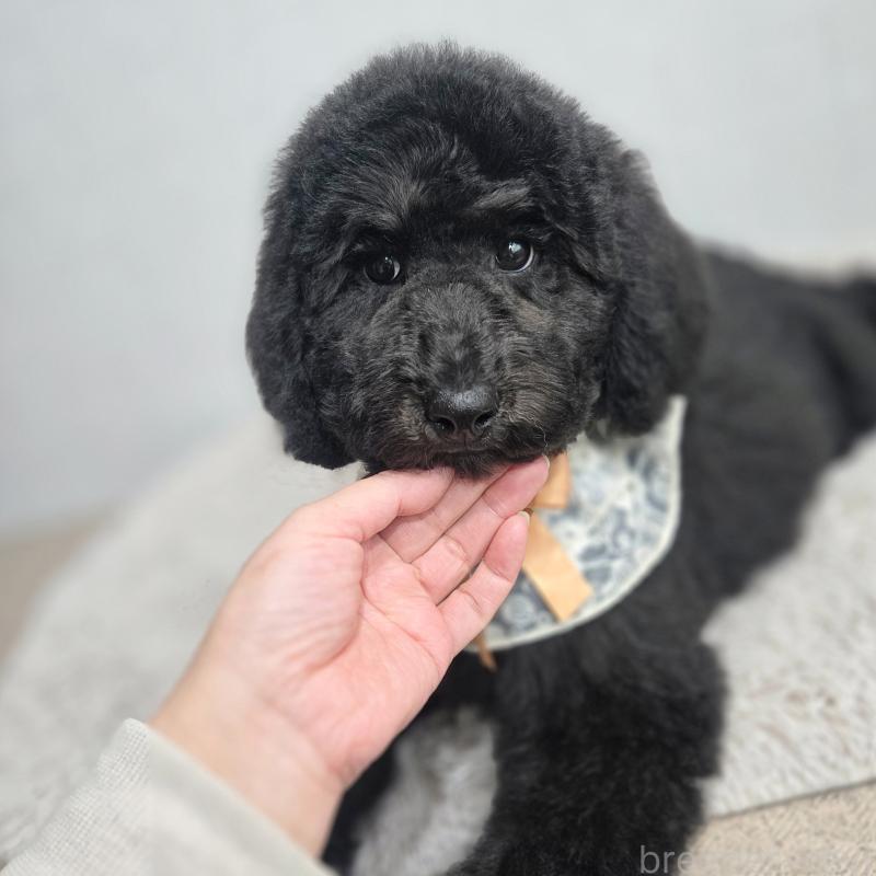 販売中の石川県のスタンダードプードル-434489の1枚目