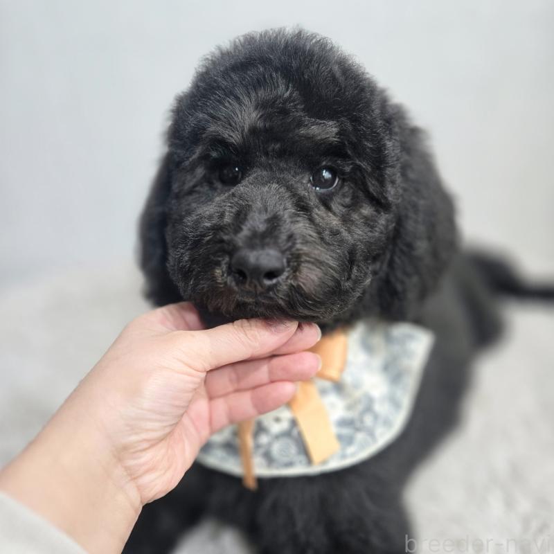 販売中の石川県のスタンダードプードル-434489の7枚目