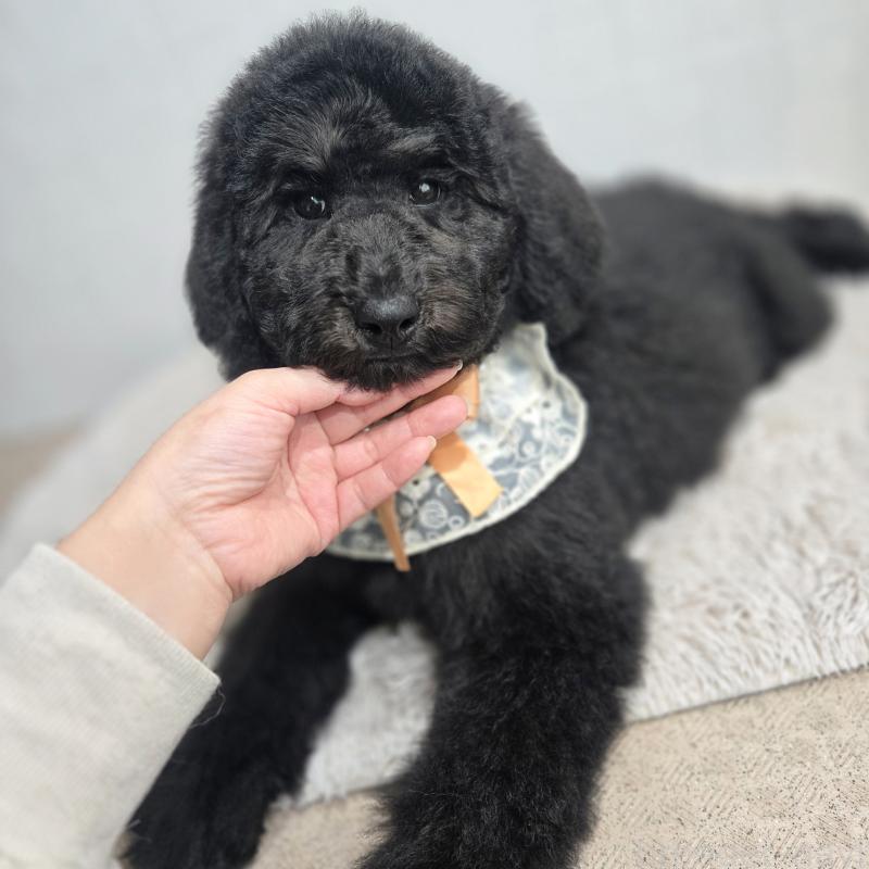 販売中の石川県のスタンダードプードル-434489の6枚目