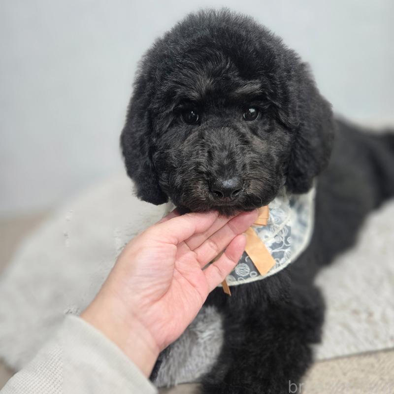 販売中の石川県のスタンダードプードル-434489の5枚目