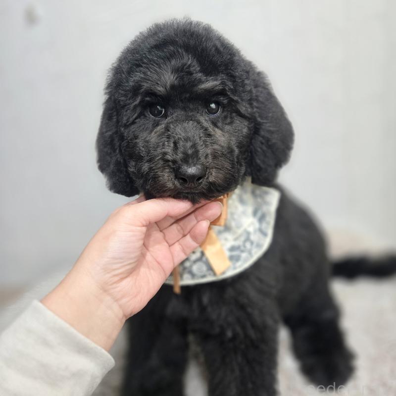 販売中の石川県のスタンダードプードル-434489の4枚目