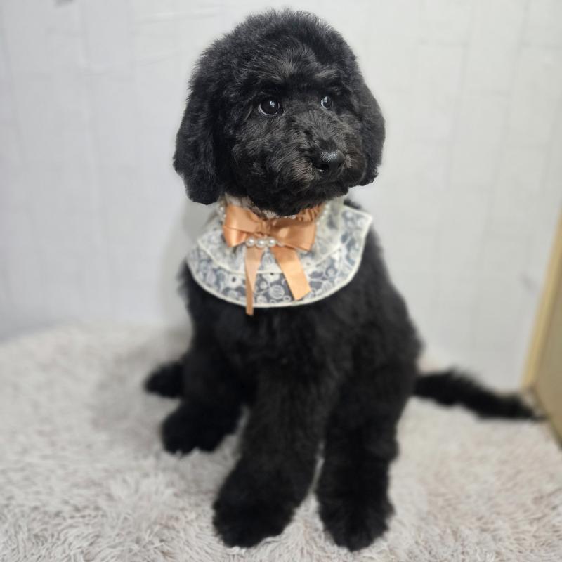 販売中の石川県のスタンダードプードル-434489の2枚目