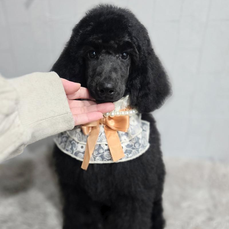 販売中の石川県のスタンダードプードル-434486の7枚目