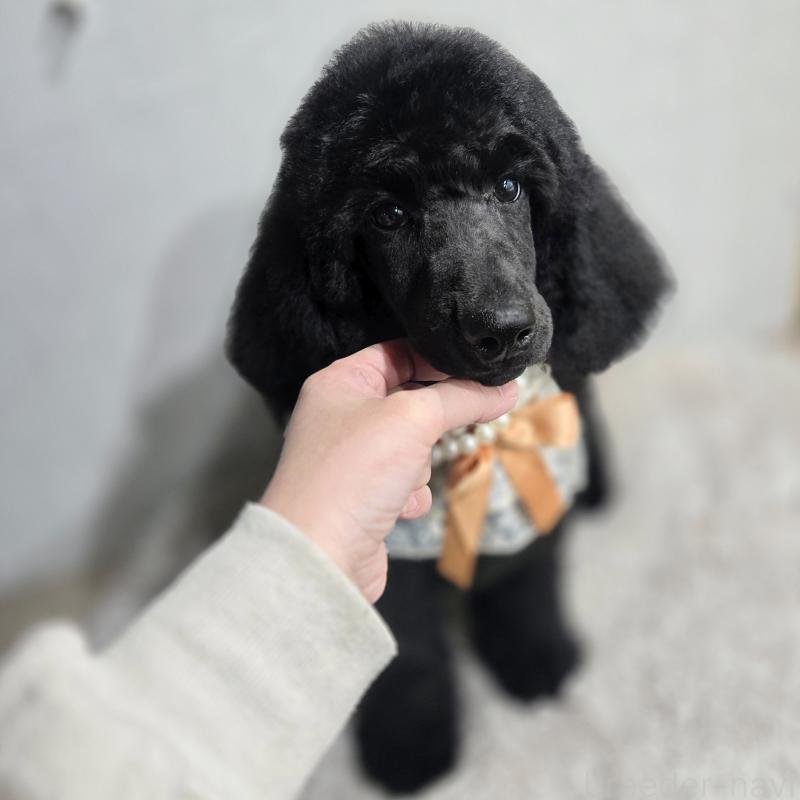 販売中の石川県のスタンダードプードル-434486の5枚目