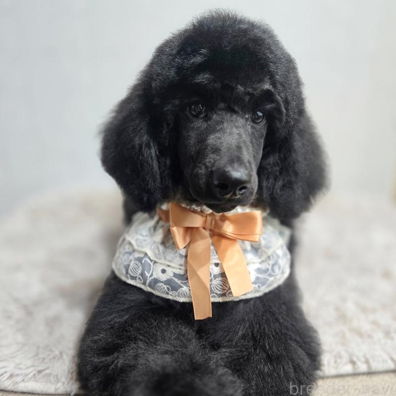 販売中の石川県のスタンダードプードル-434486の4枚目