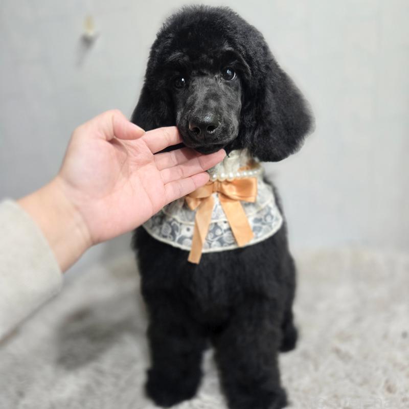 販売中の石川県のスタンダードプードル-434486の3枚目