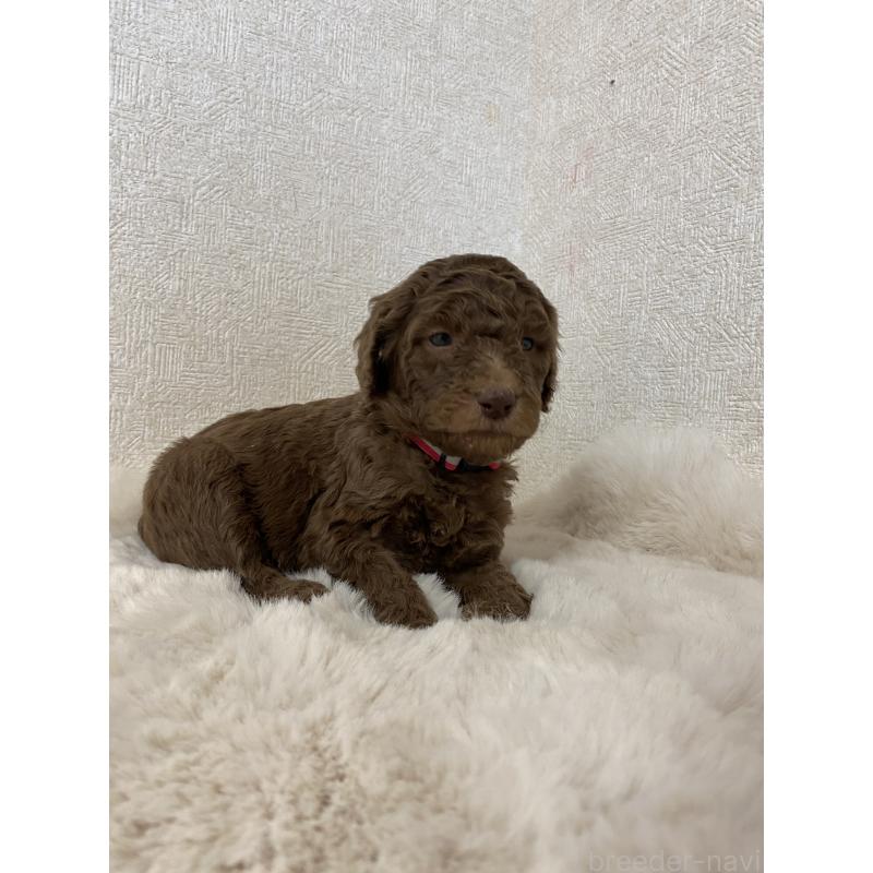 販売中の茨城県のスタンダードプードル-440450