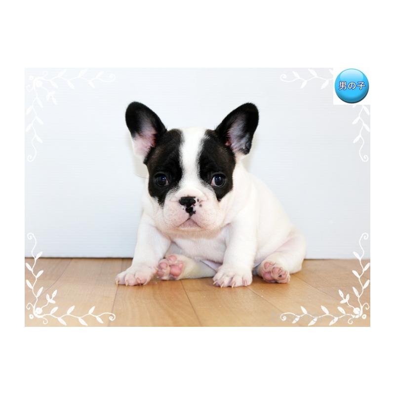 販売中の神奈川県のフレンチブルドッグ-441540