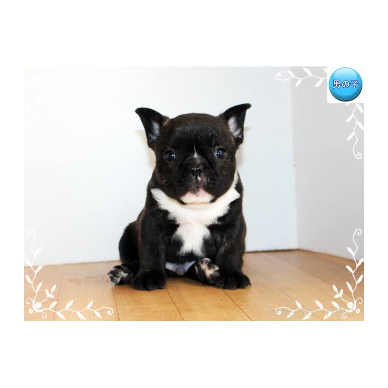 販売中の神奈川県のフレンチブルドッグ-441541