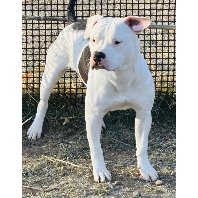 販売中の神奈川県のアメリカンピットブルテリア-392579の1枚目