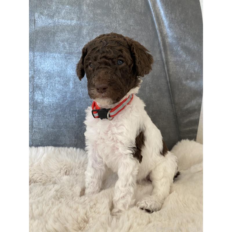 販売中の茨城県のスタンダードプードル-441926