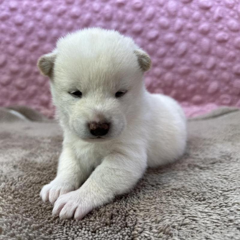 販売中の茨城県の柴犬-442646の8枚目