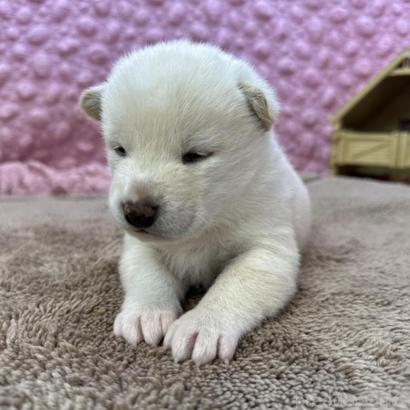 販売中の茨城県の柴犬-442646の7枚目