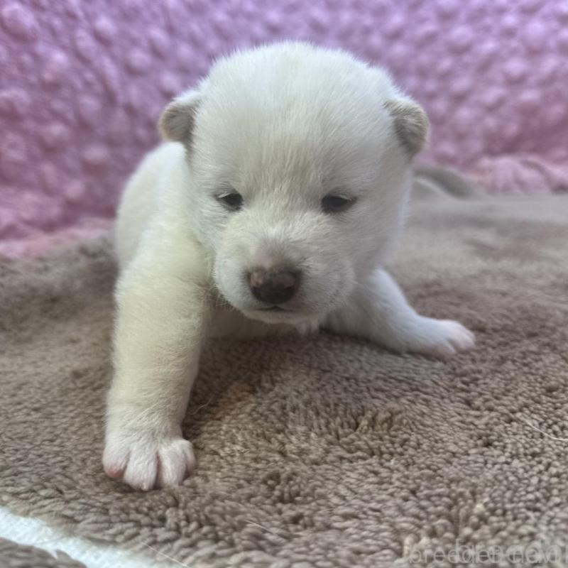 販売中の茨城県の柴犬-442646の5枚目