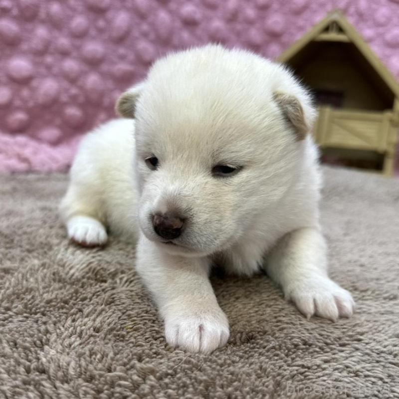 販売中の茨城県の柴犬-442646の1枚目