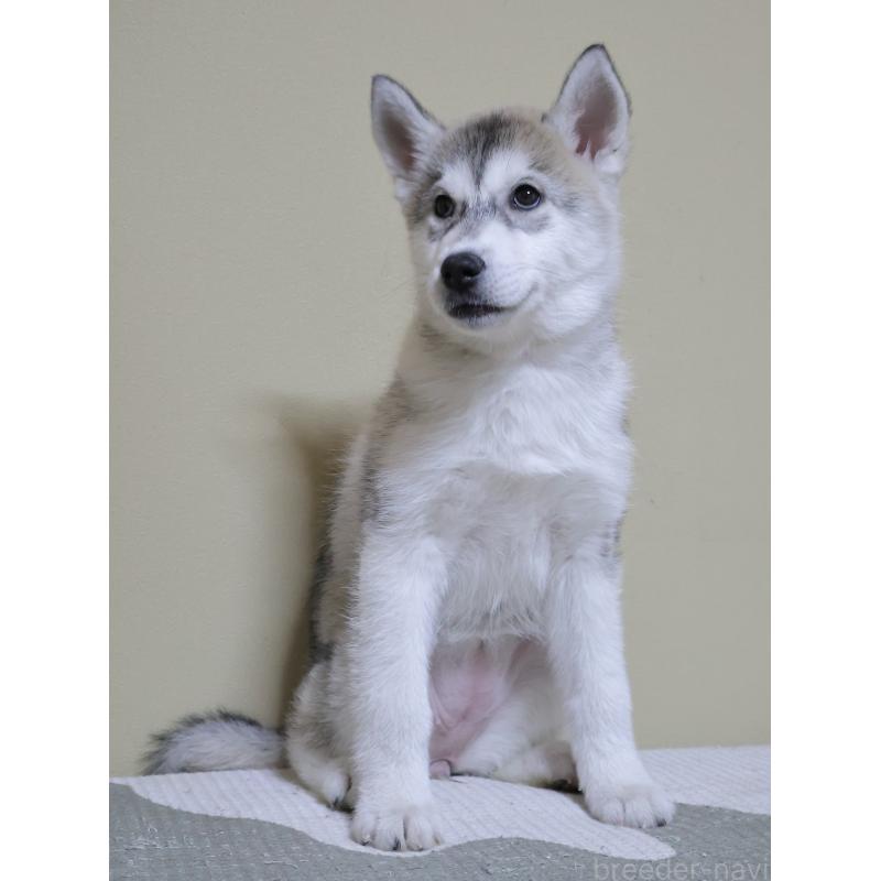 販売中の埼玉県のシベリアンハスキー-442647の1枚目