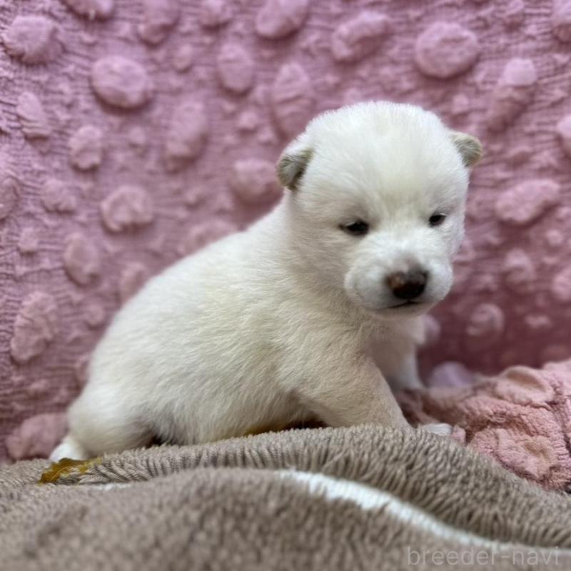 販売中の茨城県の柴犬-442646の3枚目