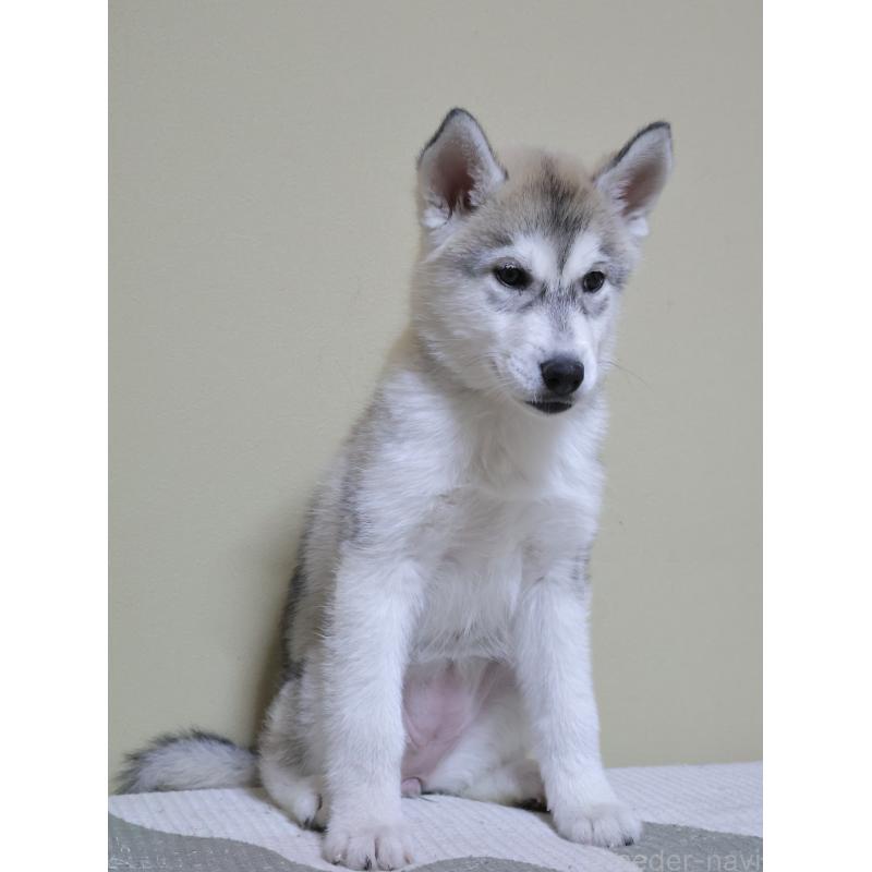 販売中の埼玉県のシベリアンハスキー-442647の8枚目