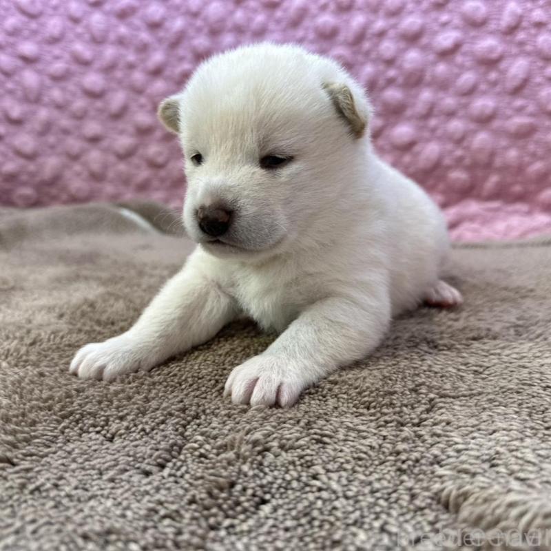 販売中の茨城県の柴犬-442646の2枚目