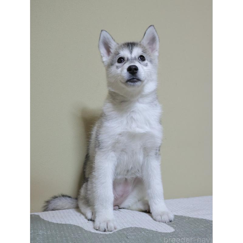 販売中の埼玉県のシベリアンハスキー-442647の7枚目