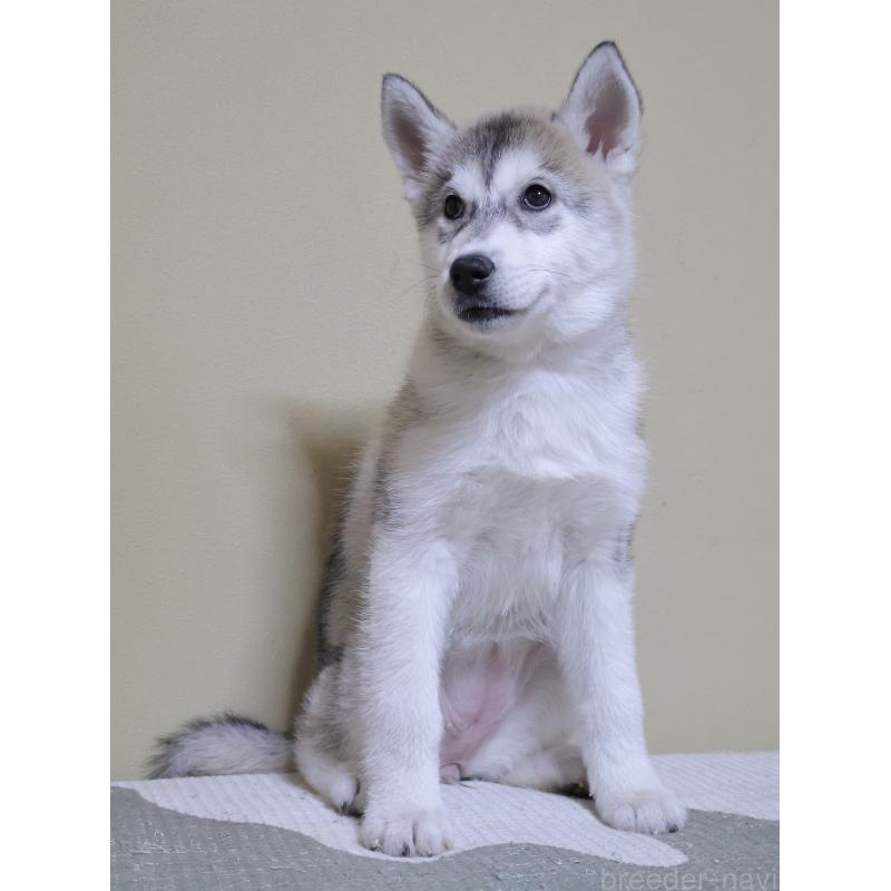 販売中の埼玉県のシベリアンハスキー-442647の6枚目