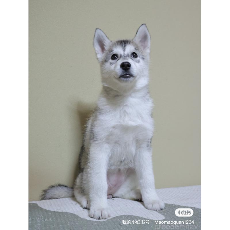 販売中の埼玉県のシベリアンハスキー-442647の5枚目