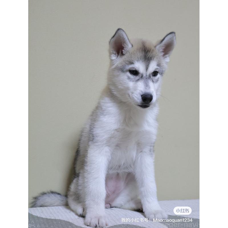 販売中の埼玉県のシベリアンハスキー-442647の4枚目