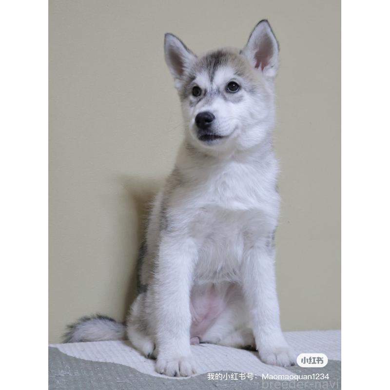 販売中の埼玉県のシベリアンハスキー-442647の3枚目