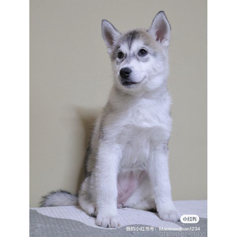 販売中の埼玉県のシベリアンハスキー-442647の2枚目