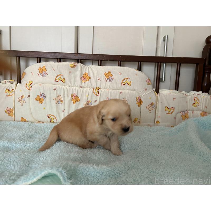 販売中の福岡県のゴールデンレトリーバー-439598の9枚目