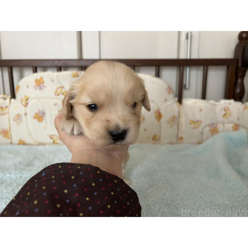 販売中の福岡県のゴールデンレトリーバー-439598の7枚目