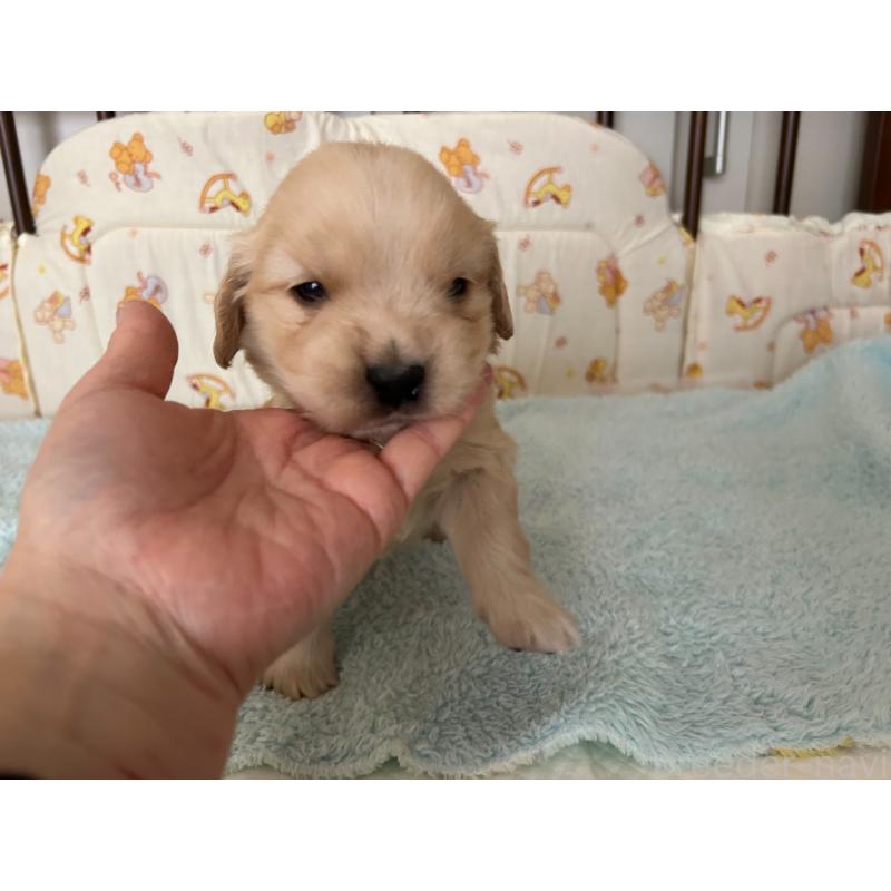 販売中の福岡県のゴールデンレトリーバー-439598の6枚目